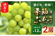 【 先行予約 】 訳あり 朝どれ 新鮮 季節のぶどう おまかせ２房セット（約1.2kg） 期間限定 数量限定 ぶどう ブドウ 葡萄 マスカット おまかせ セット 詰め合わせセット 食べ比べ 果物 フルーツ 訳あり 訳アリ わけあり ワケアリ 兵庫県 朝来市 AS40BG13