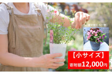 季節の寄せ植え 【 小サイズ 】 季節のお花 造園 園芸 お花 鉢植え 自然 ガーデニング 朝来市 糠 肥料 兵庫県朝来市にある園芸店 「Obriga道（オブリガード）」 からお届け