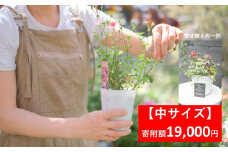 季節の寄せ植え 【 中サイズ 】 季節のお花 造園 園芸 お花 鉢植え 自然 ガーデニング 朝来市 糠 肥料 兵庫県朝来市にある園芸店 「Obriga道（オブリガード）」 からお届け