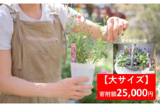 季節の寄せ植え 【 大サイズ 】 季節のお花 造園 園芸 お花 鉢植え 自然 ガーデニング 朝来市 糠 肥料 兵庫県朝来市にある園芸店 「Obriga道（オブリガード）」 からお届け