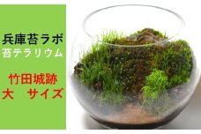 【丸形テラリウム（大）】天空の城 「竹田城跡」をイメージした苔テラリウム