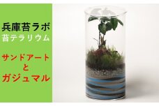 【円筒テラリウム】土台にサンドアートをデザインしたガジュマルと苔のテラリウム