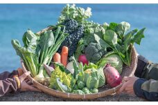 ご家庭向けお野菜セット～旬のおまかせBOX～2回お届け
