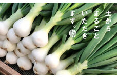 葉玉ねぎ 2.5kg 【発送時期：2026年1月中旬～4月上旬頃】