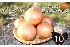 五斗長たまねぎ 10kg　淡路島産玉ねぎ