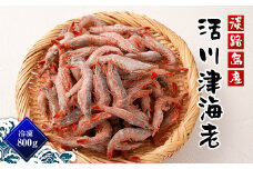 淡路島産 活川津エビ 800g　冷凍 えび 海老