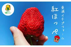 淡路産　イチゴ(紅ほっぺ) 【発送時期2025年1月頃・お届け日指定不可】