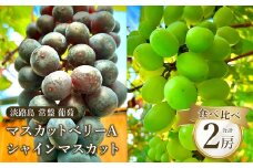 常盤　葡萄（マスカットベリーAとシャインマスカット） 【9月発送・到着日指定不可】