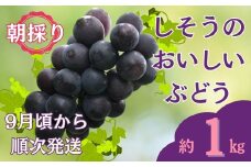 I6【 令和7年産　先行受付】しそうのおいしい ぶどう　約 1㎏　（ 藤稔 ・ 紫玉 ・ ピオーネ  その他 品種指定不可 ）