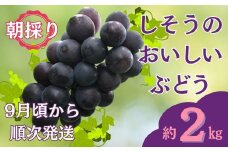 I7【令和7年産　先行受付】しそうのおいしい ぶどう　約 2㎏    （ 藤稔 ・ 紫玉 ・ ピオーネ  その他   品種指定不可 ）