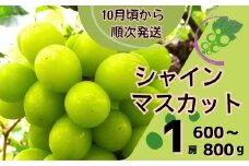Y6　シャインマスカット 1房 ( 600 ～ 800g )　数量限定 【 ぶどう ブドウ 数量限定 大粒 ギフト 自宅用 贈答 】