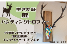 AN27　生きた証　鹿　ハンティングトロフィー　【 鹿 鹿革 革製品 アート 壁掛け インテリア オブジェ スカル ハンティング トロフィー 】