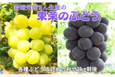 《令和7年産》岩崎光昭さん生産の「東条のぶどう」 食べ比べ  [ ぶどう ブドウ 葡萄 フルーツ 果物 詰合せ 2kg ]