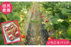 田尻農園の土耕栽培 いちご 詰め合わせ8パック 約1.8kg〔イチゴ 苺 ストロベリー 産地直送 甘い フルーツ 果物 詰合せ 大容量〕