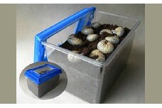 カブト虫幼虫飼育セット【1505383】
