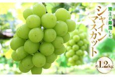 園主が厳選した「シャインマスカット」【1482866】