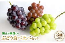 厳選 3種類のぶどう食べ比べセット【1482869】