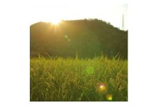 ＜毎月定期便＞猪名川町のお米コシヒカリ(精米)　約9kg×全6回【4013561】