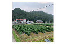 丹波黒大豆枝豆もぎ取体験 枝豆さや1Kgお持ちかえり【1534071】