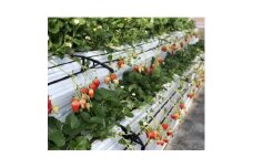 兵庫県猪名川町の「BERRYHOUSE」のいちご狩りペアチケット【1576717】