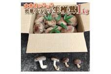 肉厚プリプリ生椎茸１kg[1130]