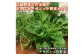 【季節限定】伝統野菜と在来種のピュアオーガニック野菜セット[1179]