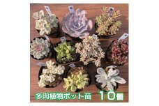 多肉植物ポット苗の錦（斑入り）10個セット [1227]