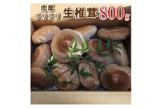 大きな椎茸 肉厚プリプリ生椎茸 800g！[672] しいたけ シイタケ