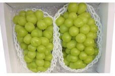 シャインマスカット 2025年発送 数量限定 ぶどう 1.2kg ブドウ 果物 フルーツ 葡萄 マスカット