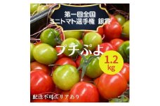 ミニトマト プチぷよ 1.2kg 第一回全国 ミニトマト 選手権銀賞
