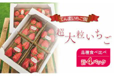 【予約受付】てんまいちご園　超大粒いちご 4パックセット　品種食べ比べボックス　いちご イチゴ 食べ比べ 超大粒 大粒 兵庫県 稲美町 果物類 苺	