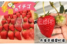 [№5359-0012]兵庫県播磨町産 季節のイチゴ(約260g)×4パック