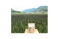 ＜令和4年産＞みどりもち玄米2kg【1268166】