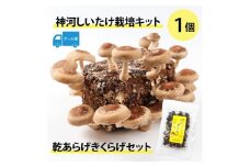 神河しいたけ栽培キット(しいたけ菌床)1個と乾あらげきくらげセット　※5月～10月順次発送【1411538】