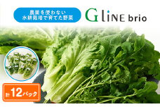 G Line brio レタス12パックセット【1121143】