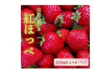朝採り完熟いちご＜紅ほっぺ＞　200g以上×4パック　兵庫県太子町産【1387370】