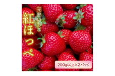 先行受付＜2024年1月以降順次発送＞朝採り完熟いちご＜紅ほっぺ＞　200g以上×2パック【1434475】