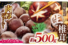 生椎茸「しいたけ小町」500g | 兵庫県 上郡町 兵庫県産 しいたけ 椎茸 きのこ 茸