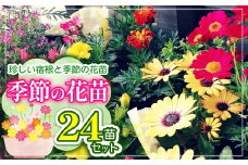 季節の花苗24苗セット珍しい宿根と季節の花苗 | 花 おまかせ 苗 季節 花苗 花栽培 珍しい品種 園芸 兵庫県 上郡町