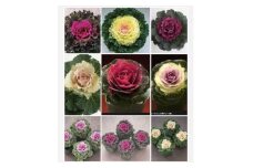 洋風ミニ葉牡丹セット◆葉牡丹の産地より薔薇のような葉牡丹をお届け◆20苗 | 葉牡丹 ミニ セット 花 兵庫県 上郡町