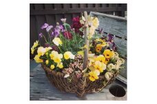 お花一杯バスケット寄せ植えLサイズ(35cm程度)季節の寄せ植え ❘ 花 バスケット セット 寄せ植え 兵庫県 上郡町
