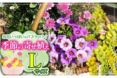 お花一杯バスケット寄せ植えLサイズ(35cm程度)季節の寄せ植え ❘ 花 バスケット セット 寄せ植え 兵庫県 上郡町