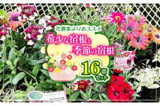 花農家よりおススメ希少な宿根と季節の宿根セット16苗 ｜ 希少 宿根草 セット 兵庫県 上郡町