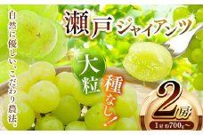 瀬戸ジャイアンツ　2房　(1房約700g～) | フルーツ ぶどう ブドウ  葡萄 皮ごと 果物 くだもの 種なし 兵庫県 上郡町