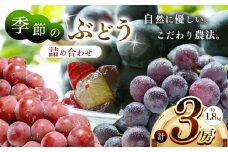 季節のぶどう詰め合わせ3房入り(約1.8kg) | フルーツ　ぶどう　詰合せ 兵庫県　上郡町