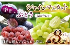 シャインマスカット1房と季節のぶどう2房詰め合わせ(約1.8kg) | フルーツ　ぶどう　シャインマスカット　詰合せ 兵庫県　上郡町