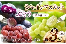 シャインマスカット1房と季節のぶどう2房詰め合わせ(約1.8kg) | フルーツ　ぶどう　シャインマスカット　詰合せ 兵庫県　上郡町