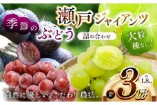 瀬戸ジャイアンツ1房と季節のぶどう2房(約1.8kg) | フルーツ ぶどう 瀬戸ジャイアンツ 詰合せ 兵庫県 上郡町
