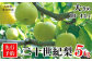 大人気のお礼の品！香美町の二十世紀梨！
先行予約で承ります。