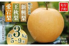 【先行予約】【梨 （新興梨 王秋梨 愛宕梨のいずれか）3kg（5～9玉）】10月中旬から12月下旬にかけて発送 晩生品種（新興・王秋・愛宕）のいずれかを時期によってお届け 梨の一大産地香住からお届け 絶妙な美味さ 大人気 人気 ふるさと納税 返礼品 おすすめ ランキング 国産 香住 果物 フルーツ ナシ なし 和梨 贈答 ギフト 兵庫県 香美町 JAたじま 9000円 12-06